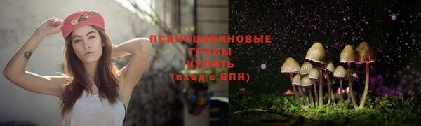 шишки Верея
